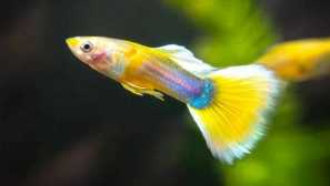 Kolikrát denně musíte krmit guppy?